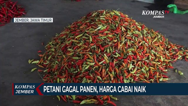 Musim Hujan, Petani Gagal Panen, Harga Cabai di Pasaran Naik