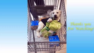 Cute Pets And Funny Animals Compilation -  Recopilación de lindas mascotas y animales divertidos