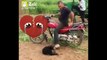 --Funny monkey compilation-- cute monkey and dog video.funny monkey doing stupid things----
