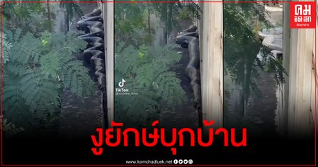 ฮือฮา งูยักษ์บุกบ้านสาวย่านคลองสามวา ถกวุ่นใช่อนาคอนด้าหรือไม่ แห่ถามบ้านเลขที่ซื้อหวย (คลิป)