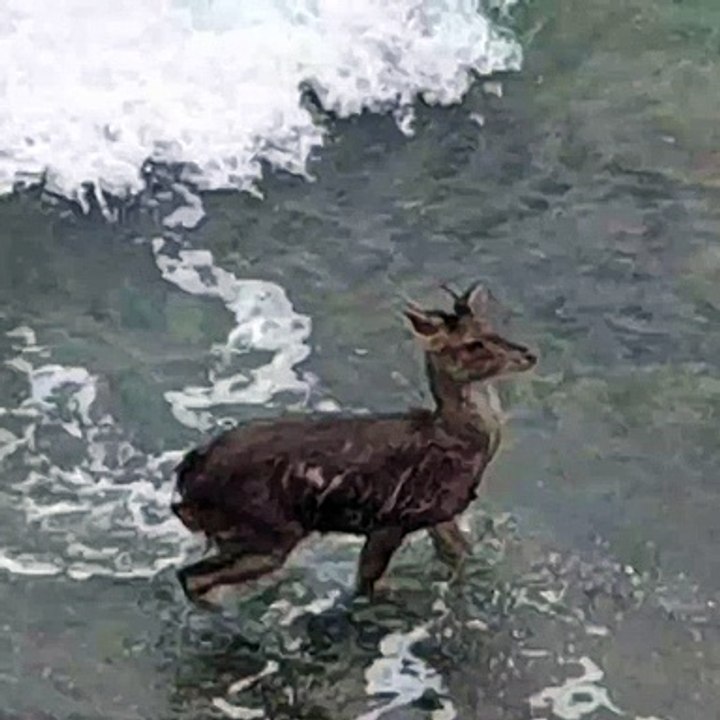 How two deers reached the middle of the sea #shorts