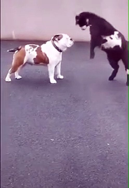 Goat vs dog Funny Video