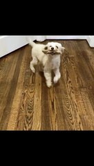 a happy dancing dog Funny Video
