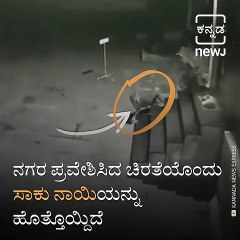 CCTV Footage Captures A Leopard’s Attack On A Sleeping Dog
