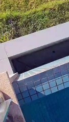 عائلة تجد آحد أكثر الثعابين السامة في العالم تسبح في حوض السباحة