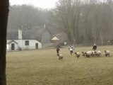 Poursuite Des Moutons Au Pays de Galles