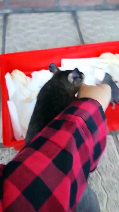 Giant rat shows her babies || God is Love & Love is God