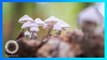 Jamur Tumbuh di Aliran Darah Setelah Pria Suntikkan ‘Magic Mushroom’ ke Tubuhnya - TomoNews