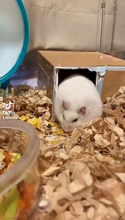 hamster