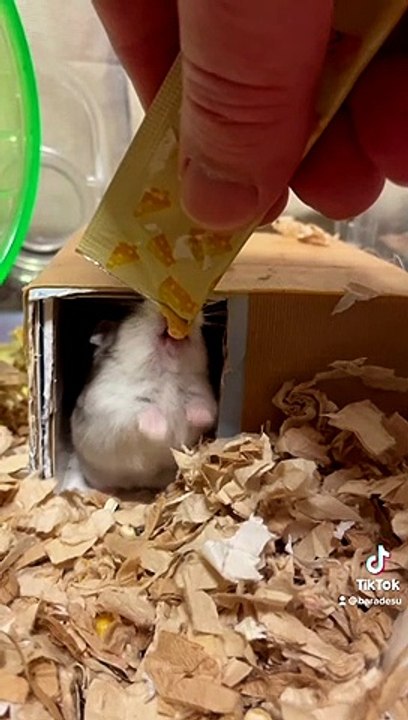 hamster