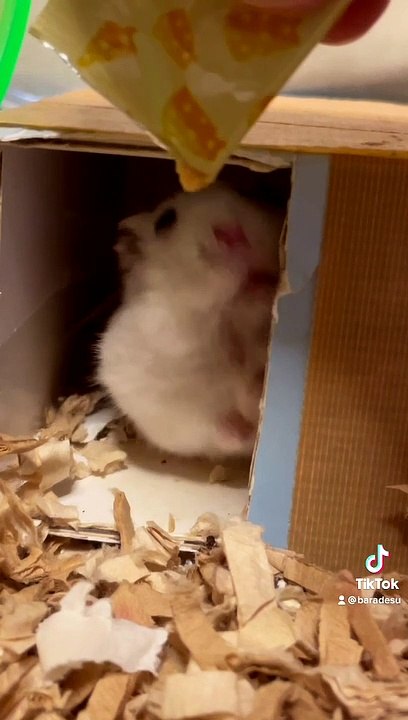 hamster