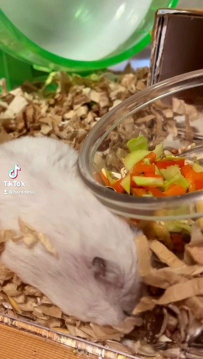 hamster