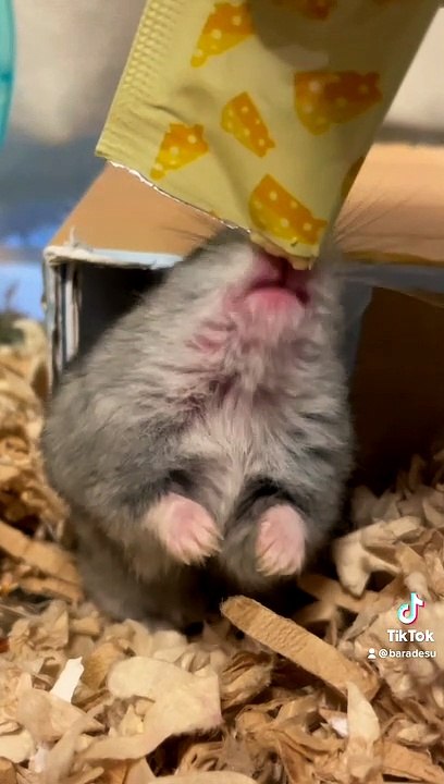 hamster