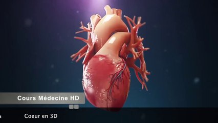 Anatomie du coeur (Animation 3D)