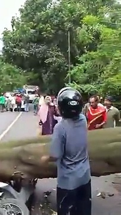 Kecelakaan pohon tumbang