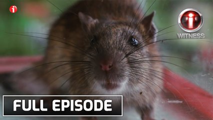 I-Witness: 'Ang Palay at ang Mabait', dokumentaryo ni Kara David | Full episode