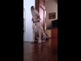 Labrador Sings Along While Pet Parent Plays Cello