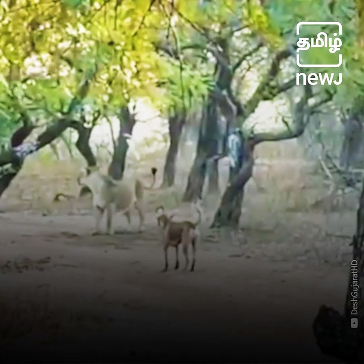 Fearless Stray Dog Fights With A Lioness In Gujarat