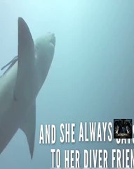 Shark Demands Hugs Whenever She Sees Her Diver Friends