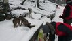 Karda aç kalan sokak hayvanlarını su ve mama bıraktılar