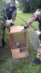 Policiais resgatam raposa da residência oficial do Torto
