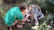 Cette maman tigre avec ses bébés laisse son dresseur approcher
