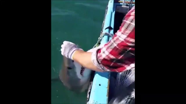 Ce requin ne veut pas lacher le filet de ces pecheurs