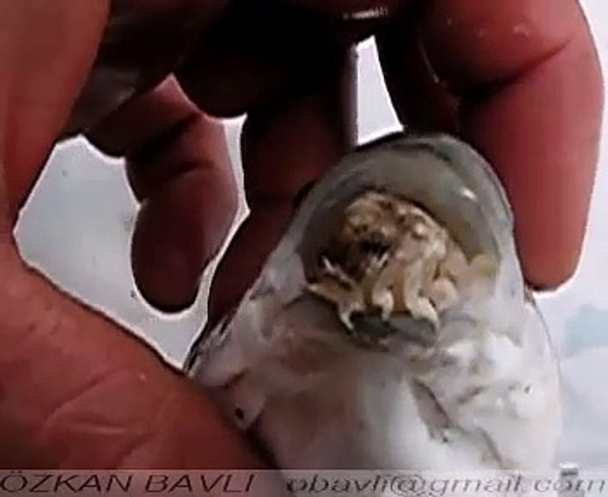 Ce qui sort de la bouche de ce poisson est terrifiant