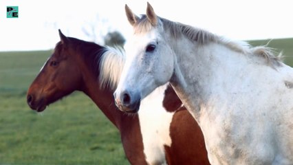 The beauty of horses