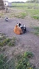 Baby Goats Love Climbing on Mama