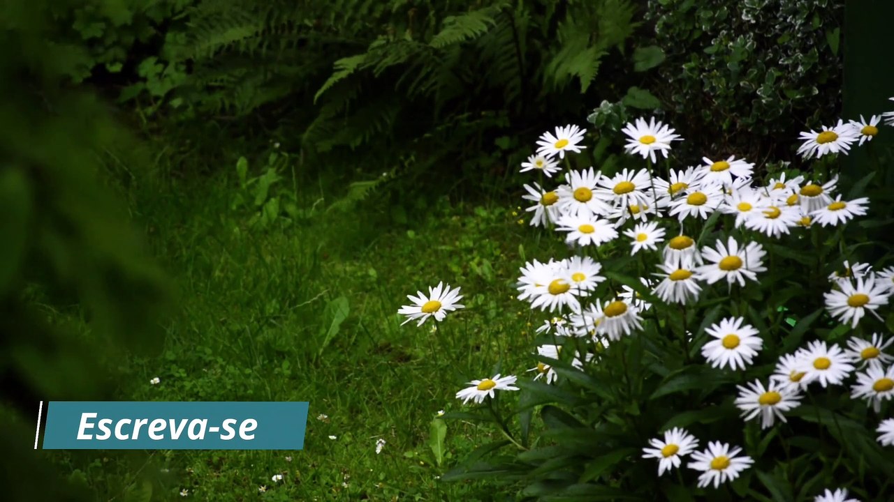 Rain sounds in nature Raindrops