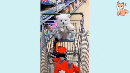 So cute and funny puppies