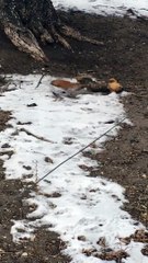 Squirrel Trying to Stop an Aggressive Weasel