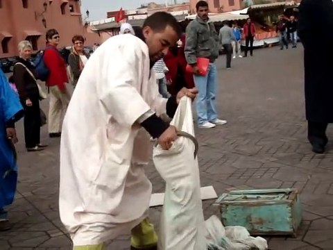 مروض الافاعي بمراكش ساحة جامع الفنا