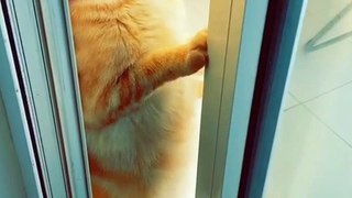 Funny pets / funny cat videos