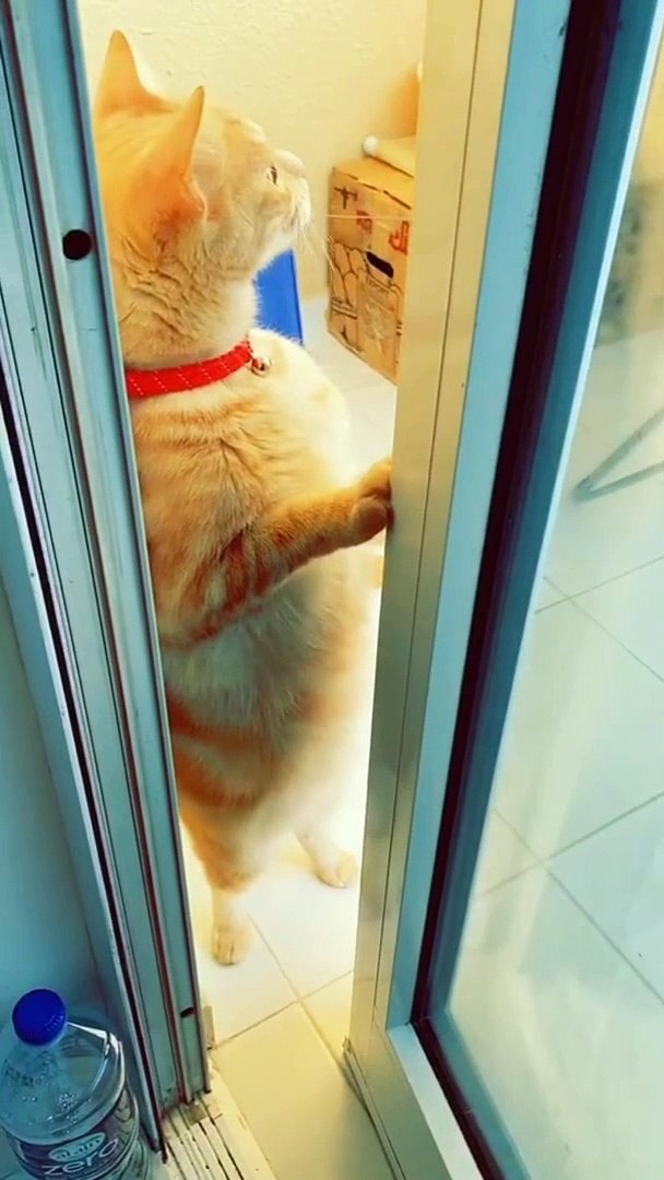 ⁣Funny pets / funny cat videos