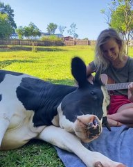 İnekler büyük köpeklerdir...