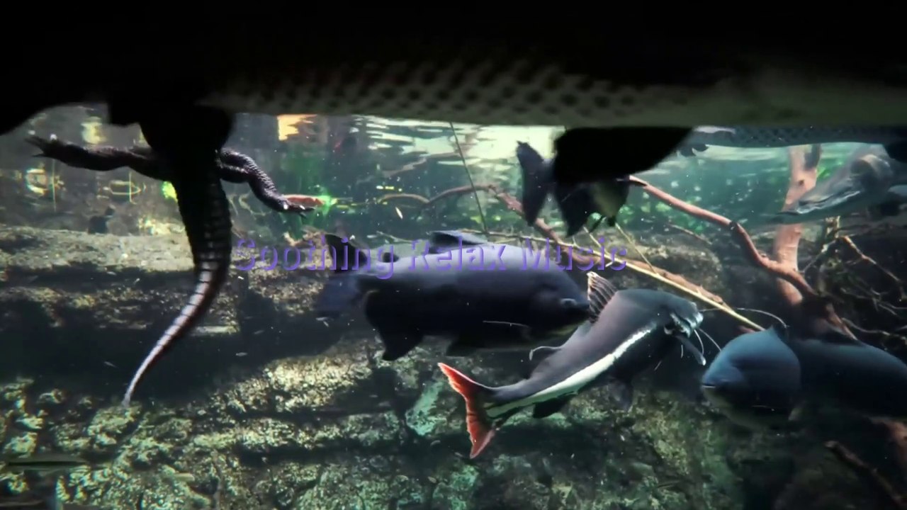 Walking Across Sea - Incredible Trip to Indian Ocean 4K With Soothing Music