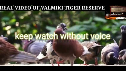 Valmiki tiger reserve || bihar ka kashmir