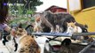 Cyprus cats out in the cold as pandemic bites
