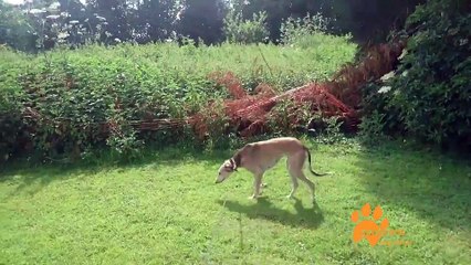 Pawprints WAGS Cup 2018