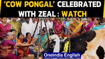 Cow Pongal celebrated with traditional dance and music in Coimbatore: Watch | Oneindia News