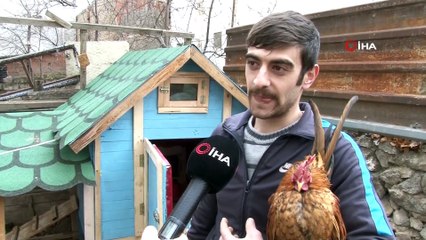 Malezya cinsi 300 gramlık tavukların çifti bin TL’ye satılıyor
