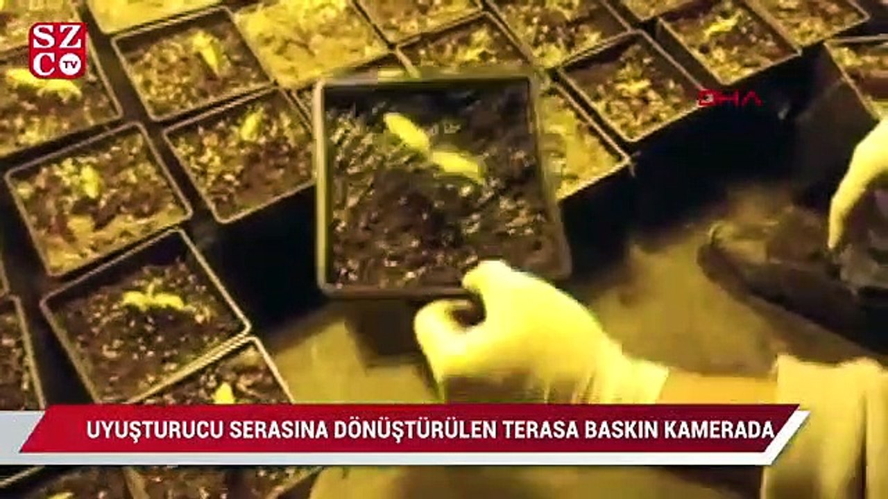 Avcılar'da uyuşturucu serasına dönüştürülen terasa baskın kamerada