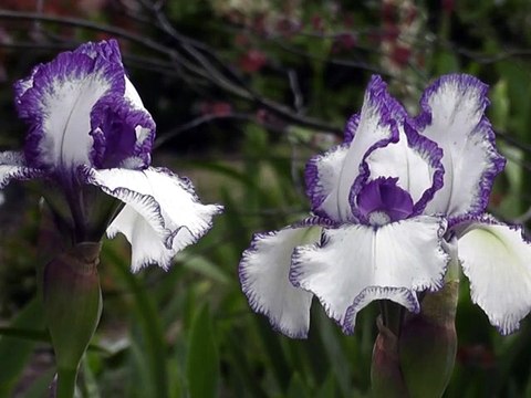 5 minute meditation music for positive energy,relax,meditation music for positive energy 5 minut