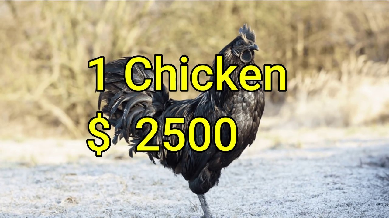 Expensive Foods only Rich People can afford