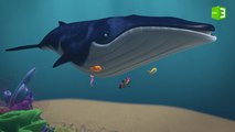 الحوت الزعنفي العملاق