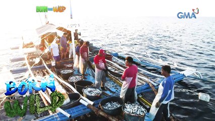 Born to be Wild: Lawlaw fishing in Bulan, Sorsogon