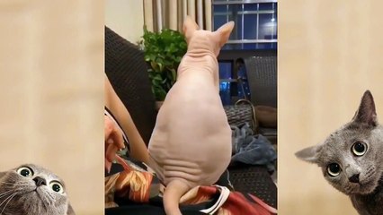 فيديوهات حيوانات مضحكة جدا اضحك من قلبك