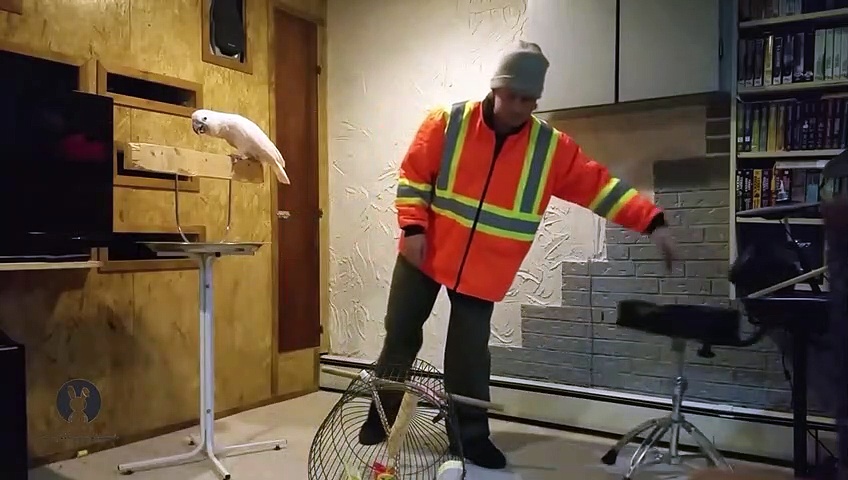 Parrot mad and so angry for his Broken House